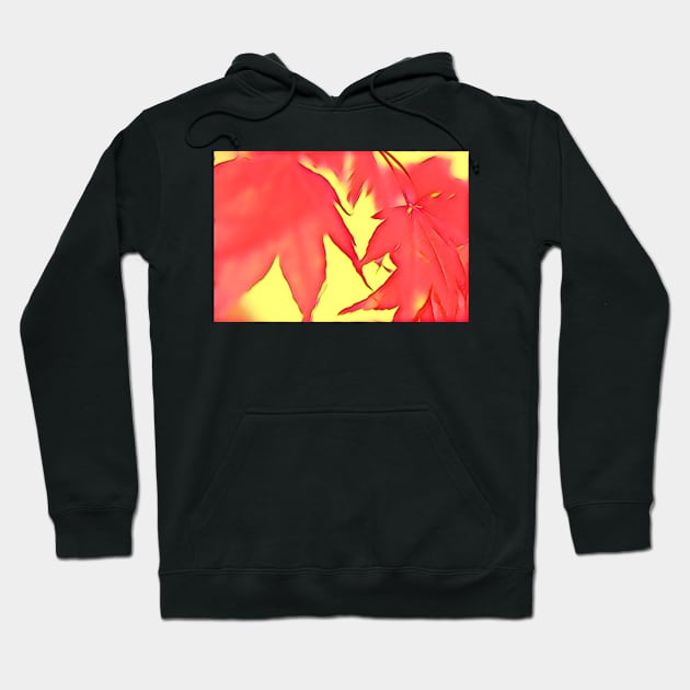 Acer Leaves with Red and Yellow Hoodie by heidiannemorris